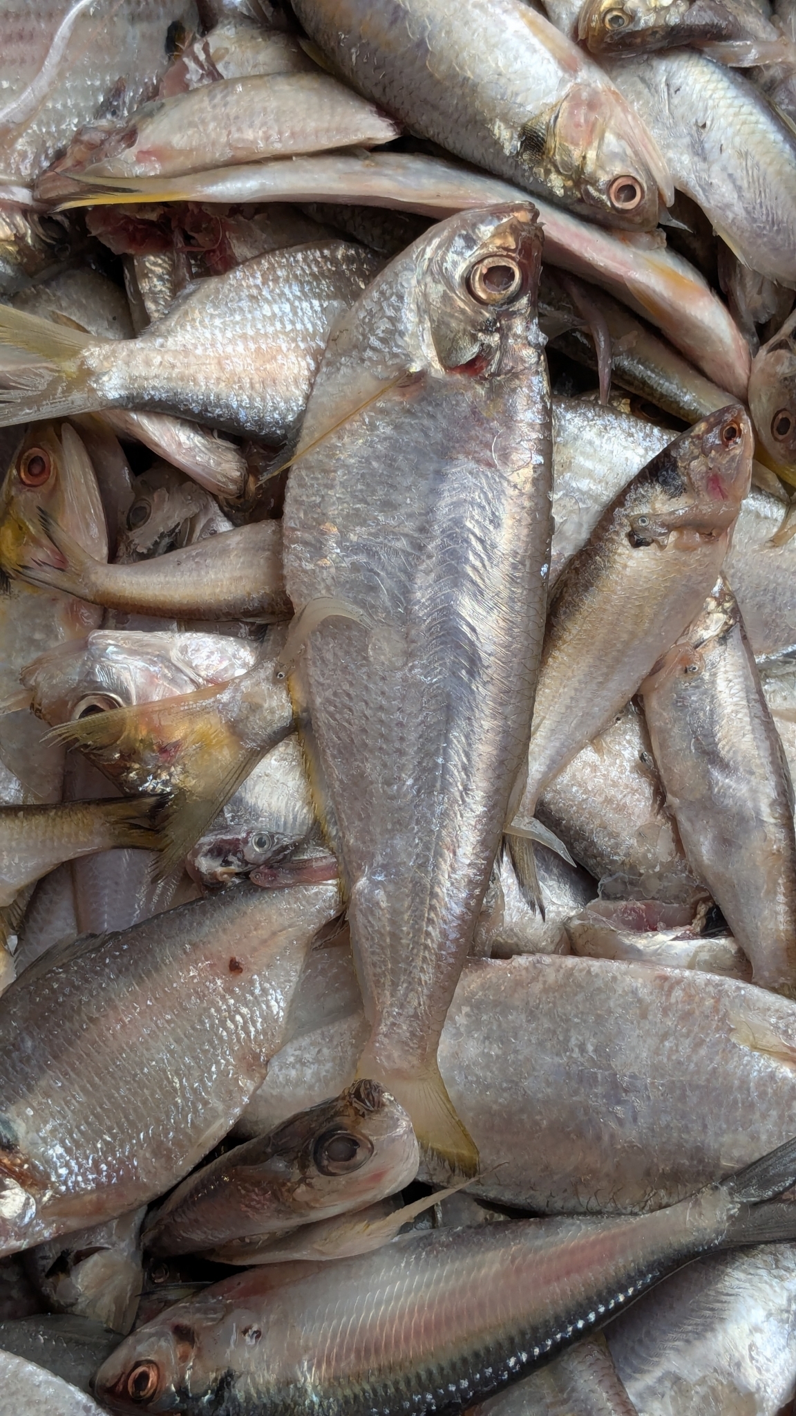 Longfin Shad photo 4