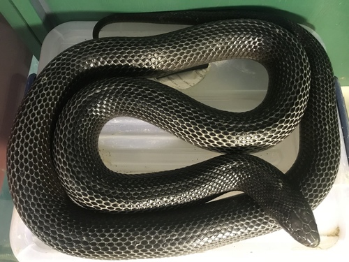 Papuan Black Snake