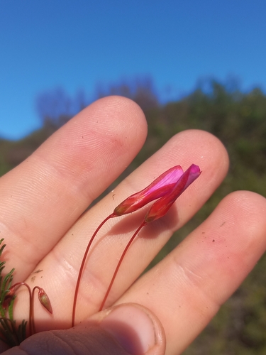 Image of Oxalis confertifolia by (c) Brian du Preez, some rights reserved (CC BY-SA)