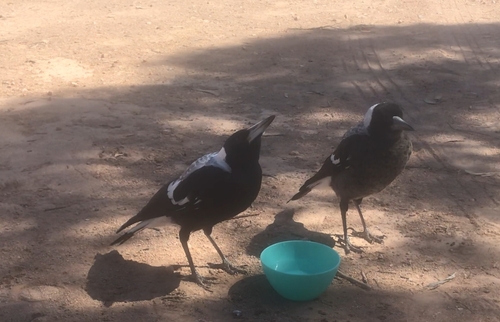 Australian Magpie