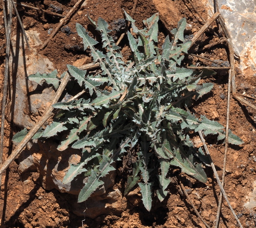 Taraxacum denudatum iNat (3)