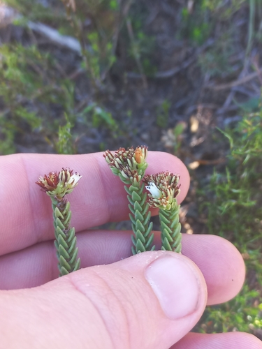 Image of Heath Stonecrop by (c) Brian du Preez, some rights reserved (CC BY-SA)