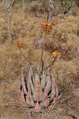 Aloe peglerae