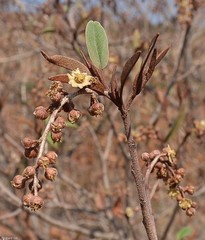 Croton gratissimus gratissimus