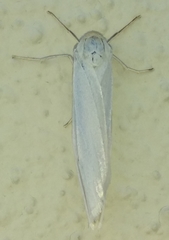 Coscinia chrysocephala