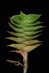 Callisia repens