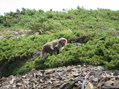 Macaca fuscata fuscata