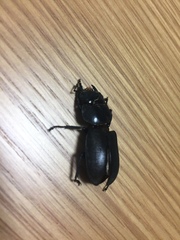 Dorcus rectus rectus