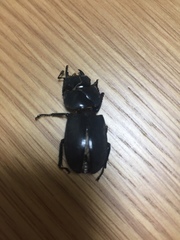 Dorcus rectus rectus