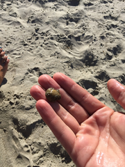 Argopecten ventricosus