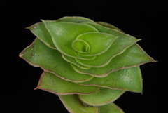 Callisia repens