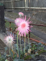 Calliandra eriophylla