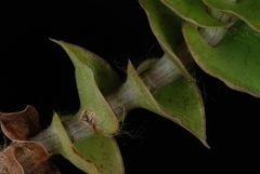 Callisia repens