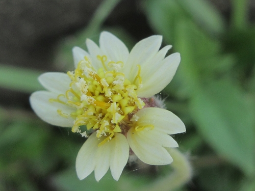 Tridax Daisy