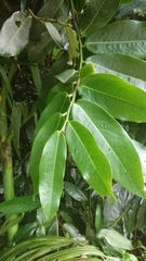 Diospyros blancoi