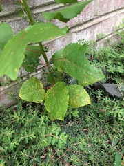 Populus deltoides deltoides