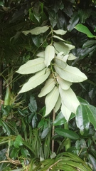 Diospyros blancoi