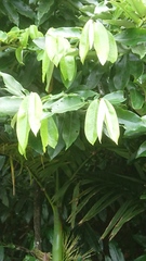 Diospyros blancoi