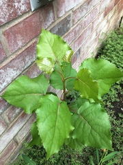 Populus deltoides deltoides