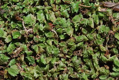 Callisia repens