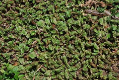 Callisia repens