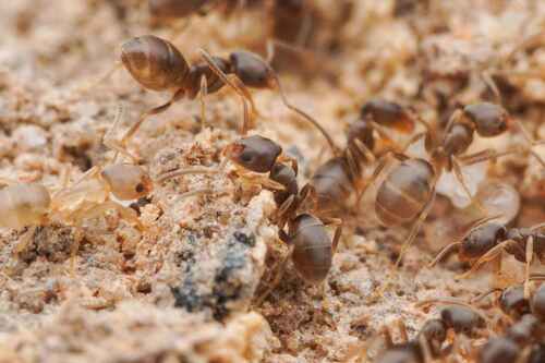 Doleromyrma darwinianaDoleromyrma darwiniana
