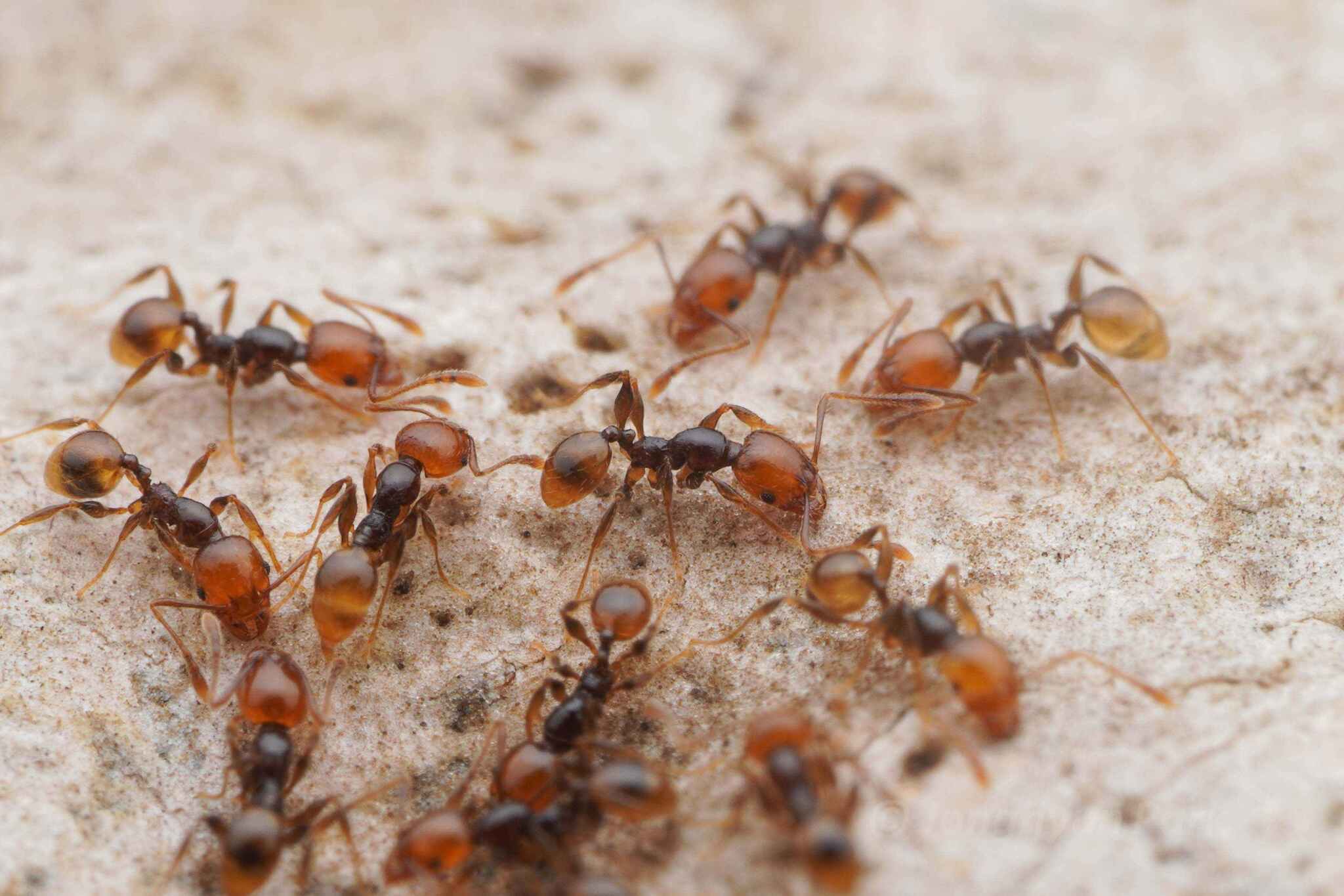 Pheidole variabilis mediofusca
