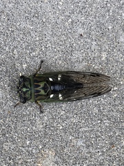 Neotibicen latifasciatus