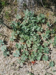 Pelargonium ternifolium