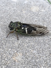 Neotibicen latifasciatus