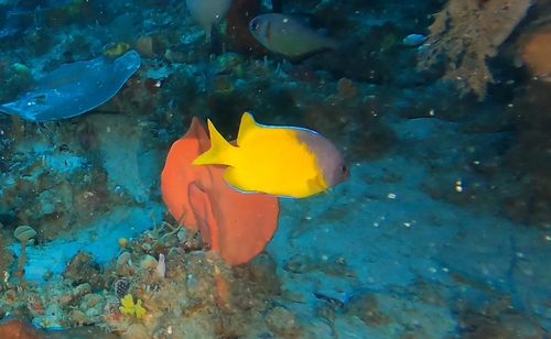 Bicolor scalyfin (Parma bicolor) — Pomacentridae — 4