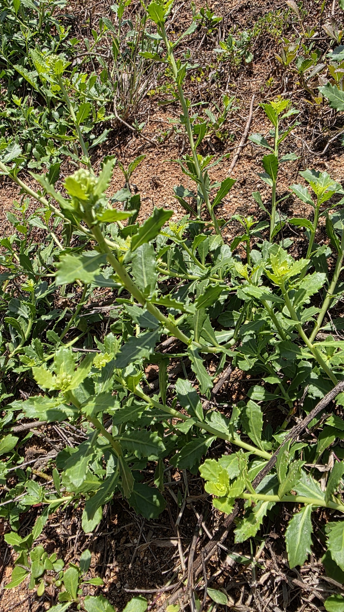 Cúc tần (Pluchea indica)