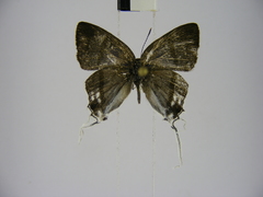 Hypolycaena