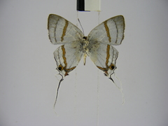 Hypolycaena