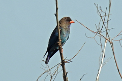 Eurystomus orientalis pacificus