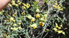 Euphorbia mauritanica