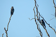 Eurystomus orientalis pacificus