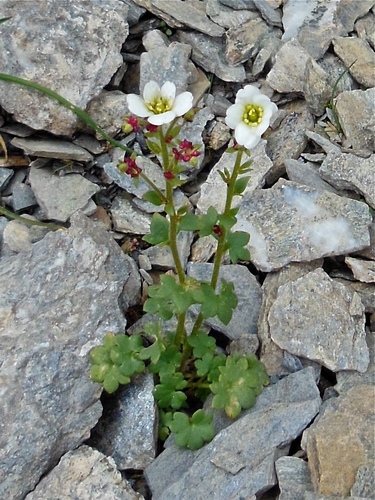Nodding saxifrage (Saxifraga cernua)