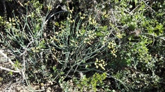 Euphorbia mauritanica