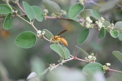 Polistes wattii