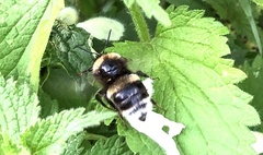 Bombus cryptarum