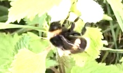 Bombus cryptarum