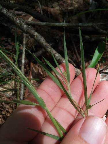 Image of Dichanthelium consanguineum by (c) Will McFarland, some rights reserved (CC BY)