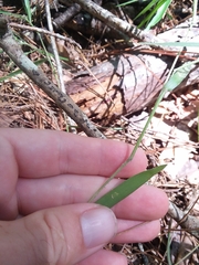 Dichanthelium consanguineum