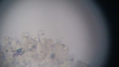 Trechispora mollusca