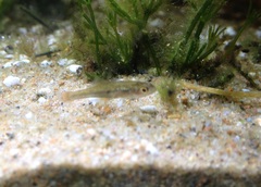 Marjorie's Freshwater Hardyhead photo 3