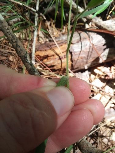 Image of Blood Panicgrass (Dichanthelium consanguineum) by (c) Will McFarland, some rights reserved (CC BY)