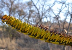 Aloe marlothii marlothii