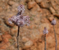 Tetradenia brevispicata