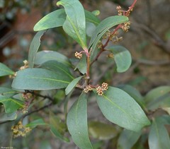 Pterocelastrus echinatus